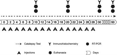 Neuroinflammation in early, late and recovery stages in a progressive parkinsonism model in rats